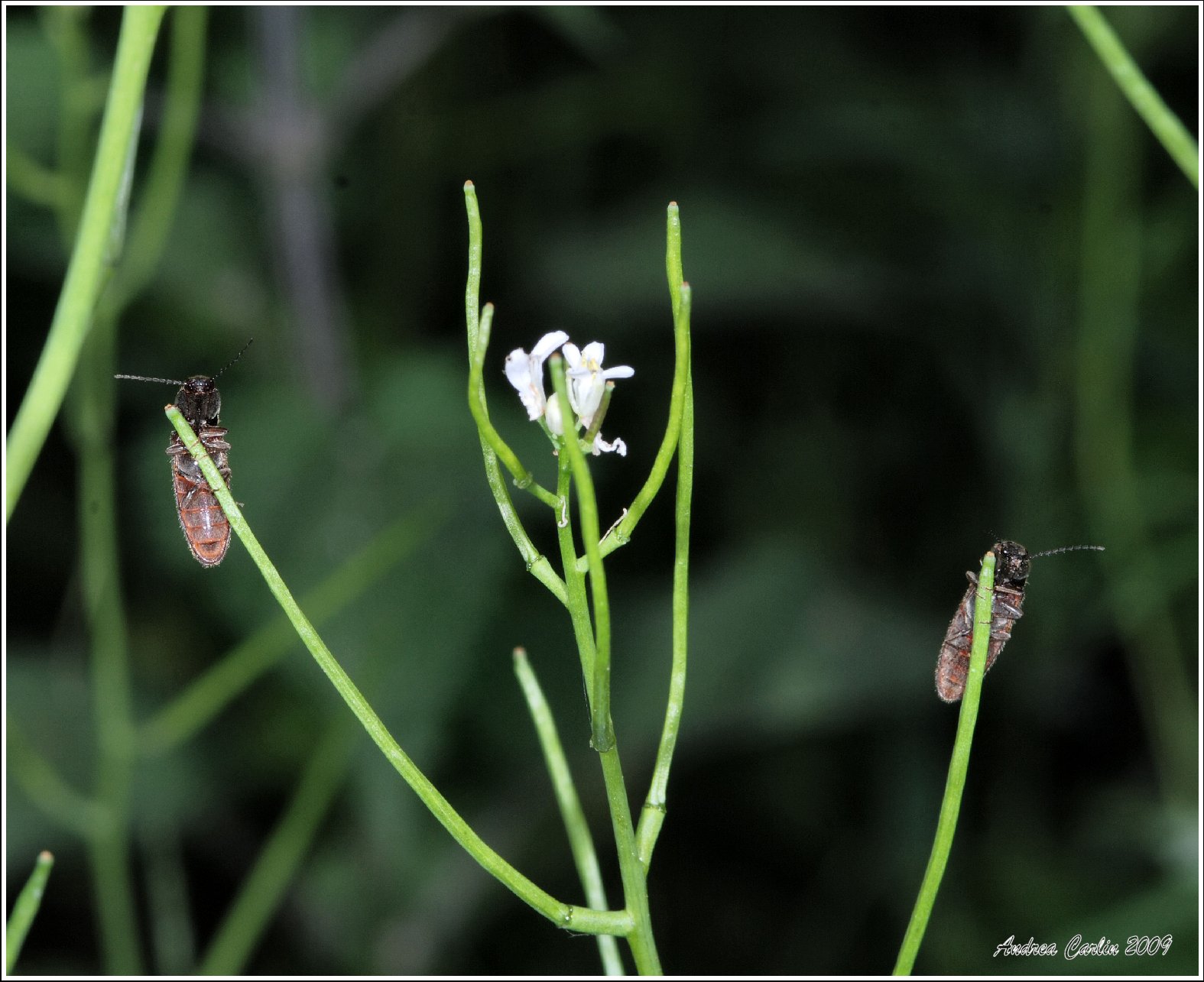 L''Alliaria , cibo per Amara